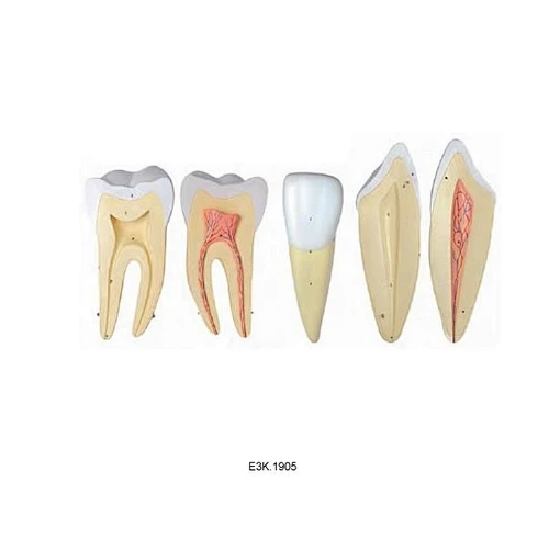 Incisor,Canine Tooth and Molar