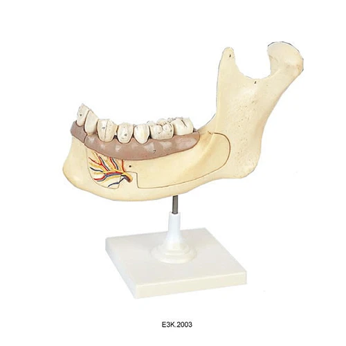Half Lower Jaw