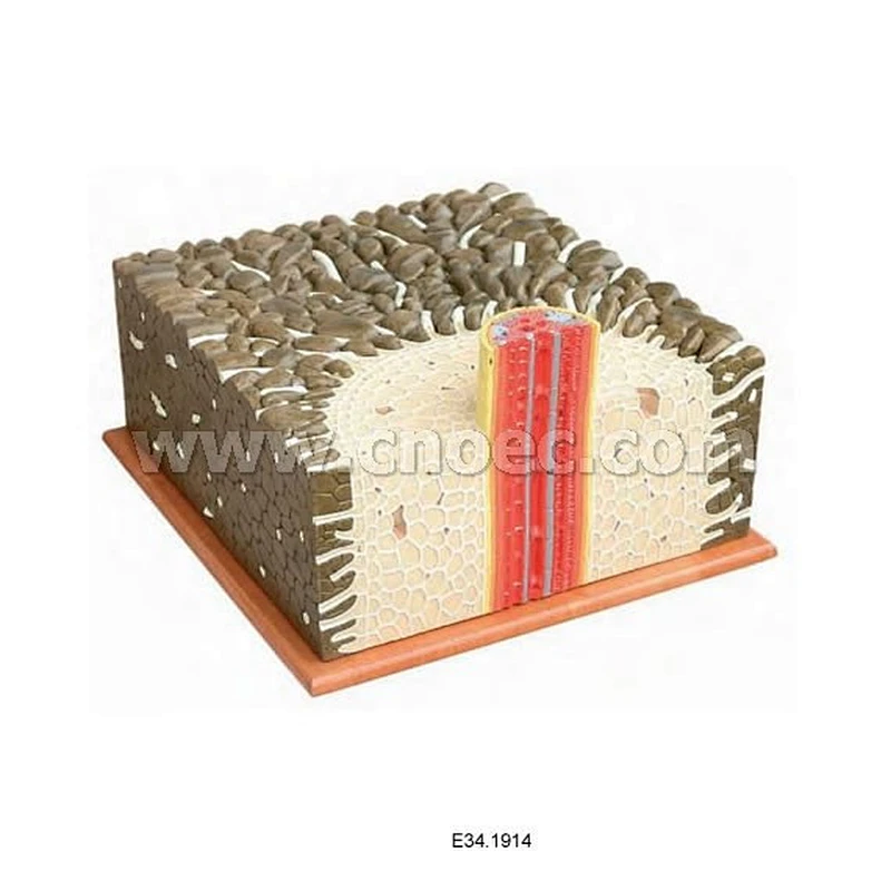 Root Model of Dicot