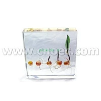 Lịch sử nảy mầm của hạt ngô