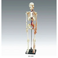 Human Skeleton 85cm