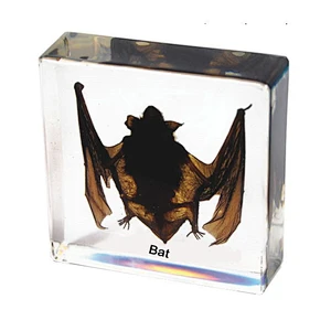 Bat