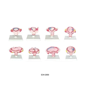 Human Development Set