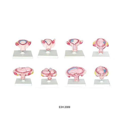 Human Development Set