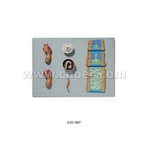 Pork Tapeworm Model