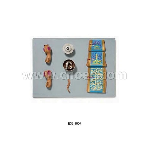 Pork Tapeworm Model