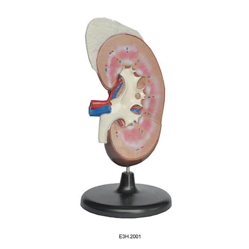 Human Kidney