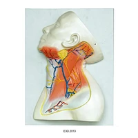 muscles blood vessele and Nerves