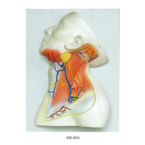 muscles blood vessele and Nerves