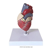 نموذج قلب الإنسان ، جزأين