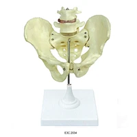 Male Pelvis