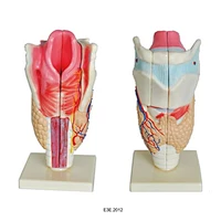 thanh quản của con người