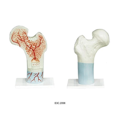 Femur Bone