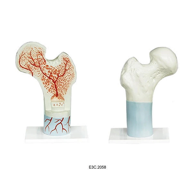 Tulang Femur
