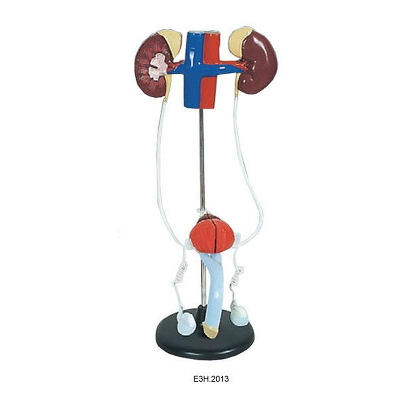 Human Male Urogenital System