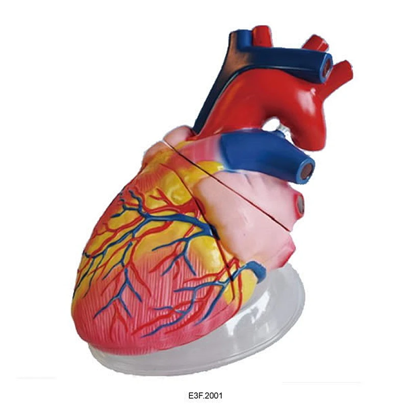 Human Heart