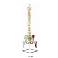 Colonna vertebrale flessibile con testa del femore e muscoli dipinti