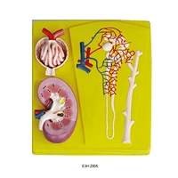 Human Kidney,Nephron and Glomerulus