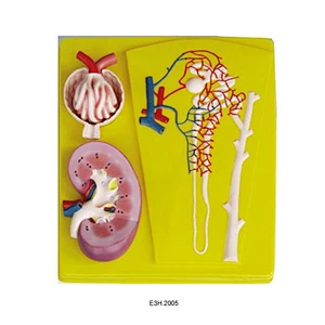 Human Kidney,Nephron and Glomerulus
