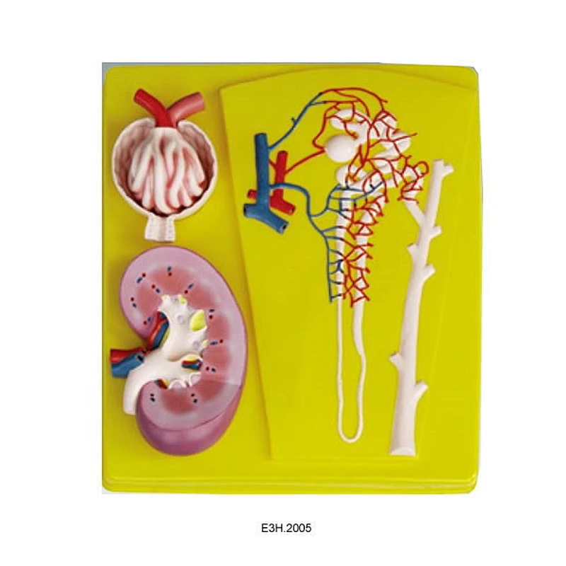 Human Kidney,Nephron and Glomerulus