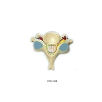 5th Cervicle Veterbrae