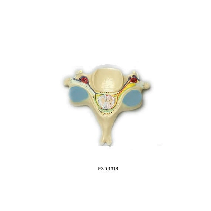 5. Cervicle Veterbrae