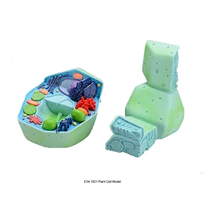 Plant Cell Model