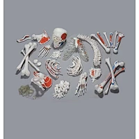 Half Disarticulate Human Skeleton