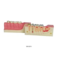 The Tooth Tissue Model