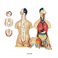 Human male and female Torso
