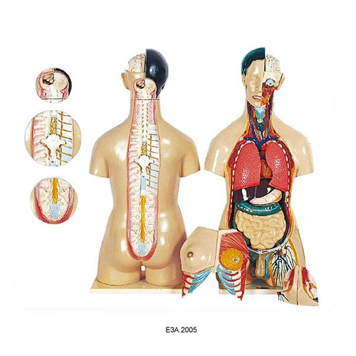 Human male and female Torso