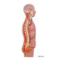Sympathetic Nervours System