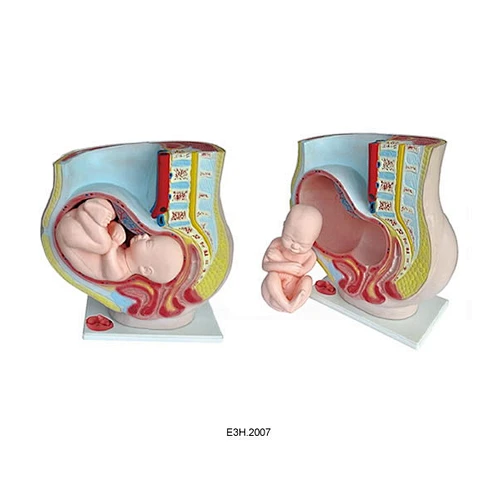 Human Pregnant Uterus
