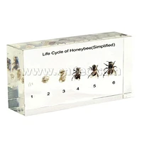 Lịch sử cuộc đời của Bee (Nhỏ)