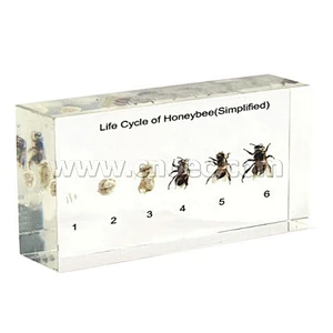 Bee's Life History (Small)