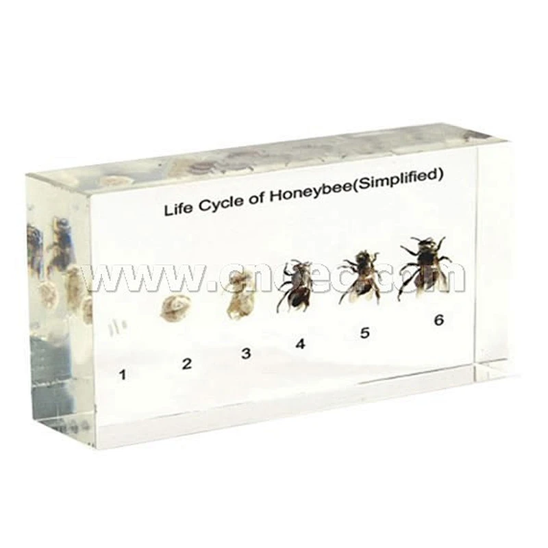 Bee's Life History (Small)