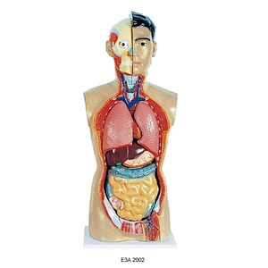 Human Sexless Torso