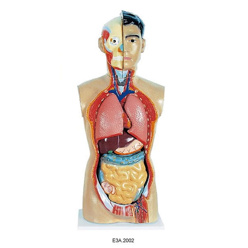 Human Sexless Torso
