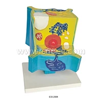 Model of Animal Cell