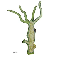 Hydra Model