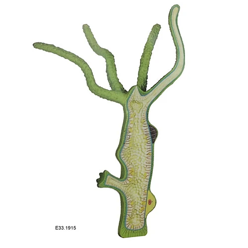 Hydra Model