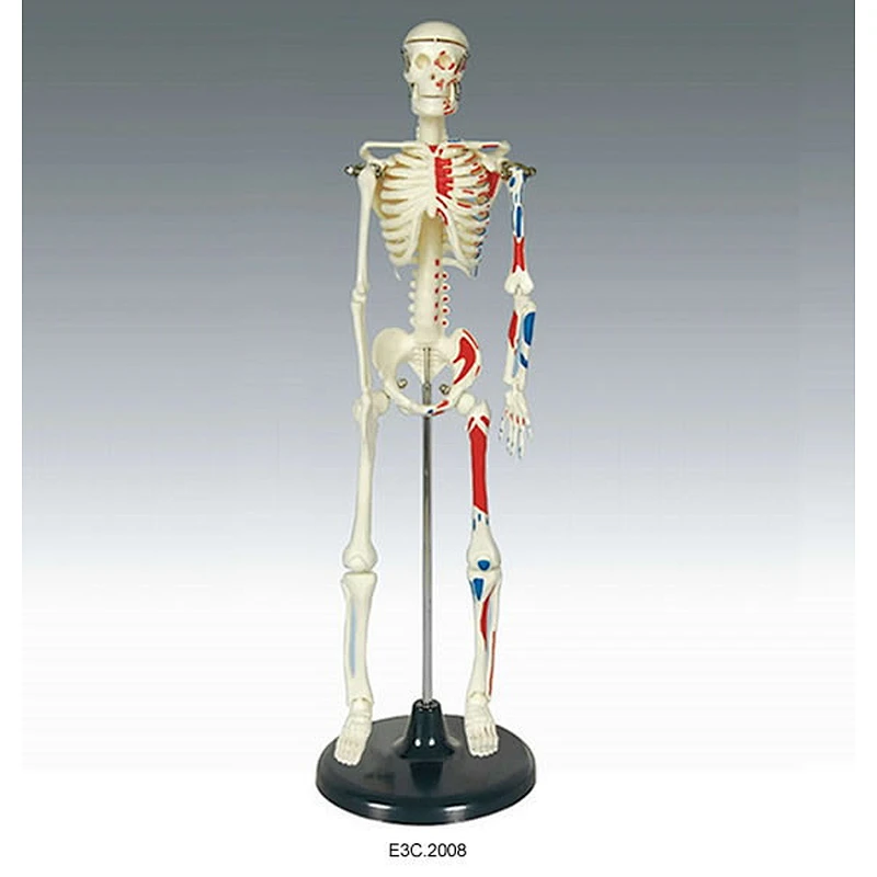 Mini-Squelette 42cm
