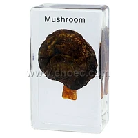 Crystal Specimen, Agaricus - Mushroom