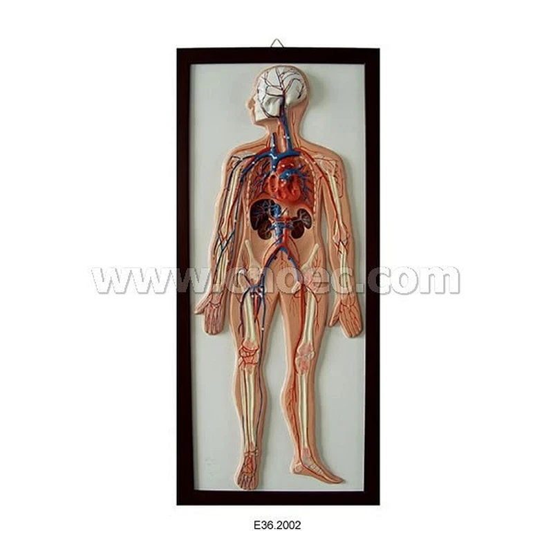 Relief Model of Blood Circulation