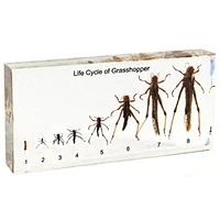 Lịch sử cuộc sống của Grasshopper