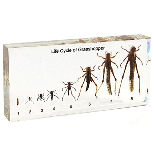 Grasshopper's Life History