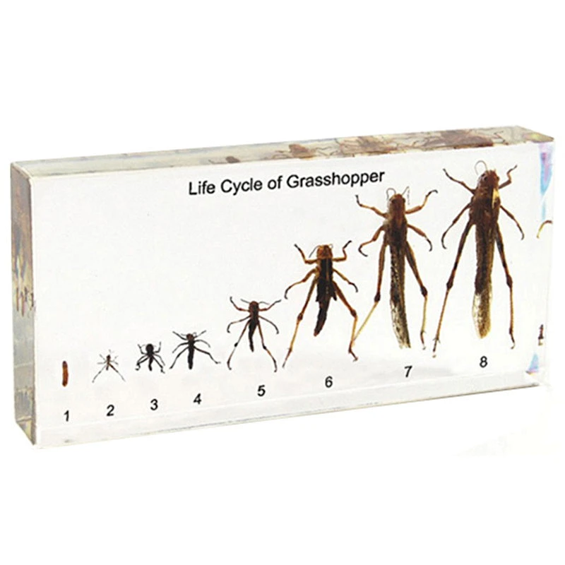 Grasshopper's Life History