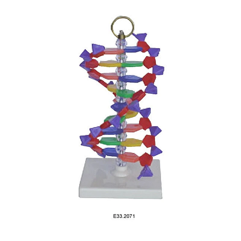 Kit de simulation de structure d'ADN