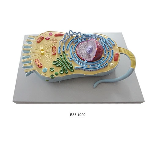 Plant Cell Model