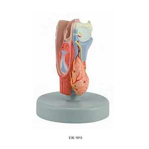 Human Larynx Model, 2 deler